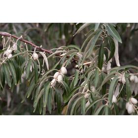 

Саженец Лох серебристый,С3 горшок, высота 20-40 см