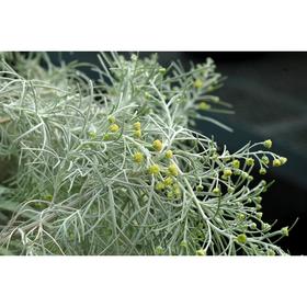 

Саженец Артемизия, С5 горшок, высота 100-120 см