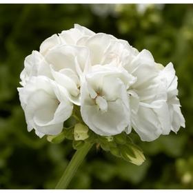 

Комнатный цветок Пеларгония зональная, белая, горшок D12