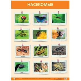

Развивающие плакаты. Насекомые