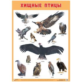 

Плакат. Хищные птицы, А2