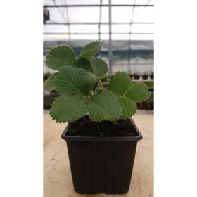 

Рассада Земляника крупноплодная Азия , P9 Горшок