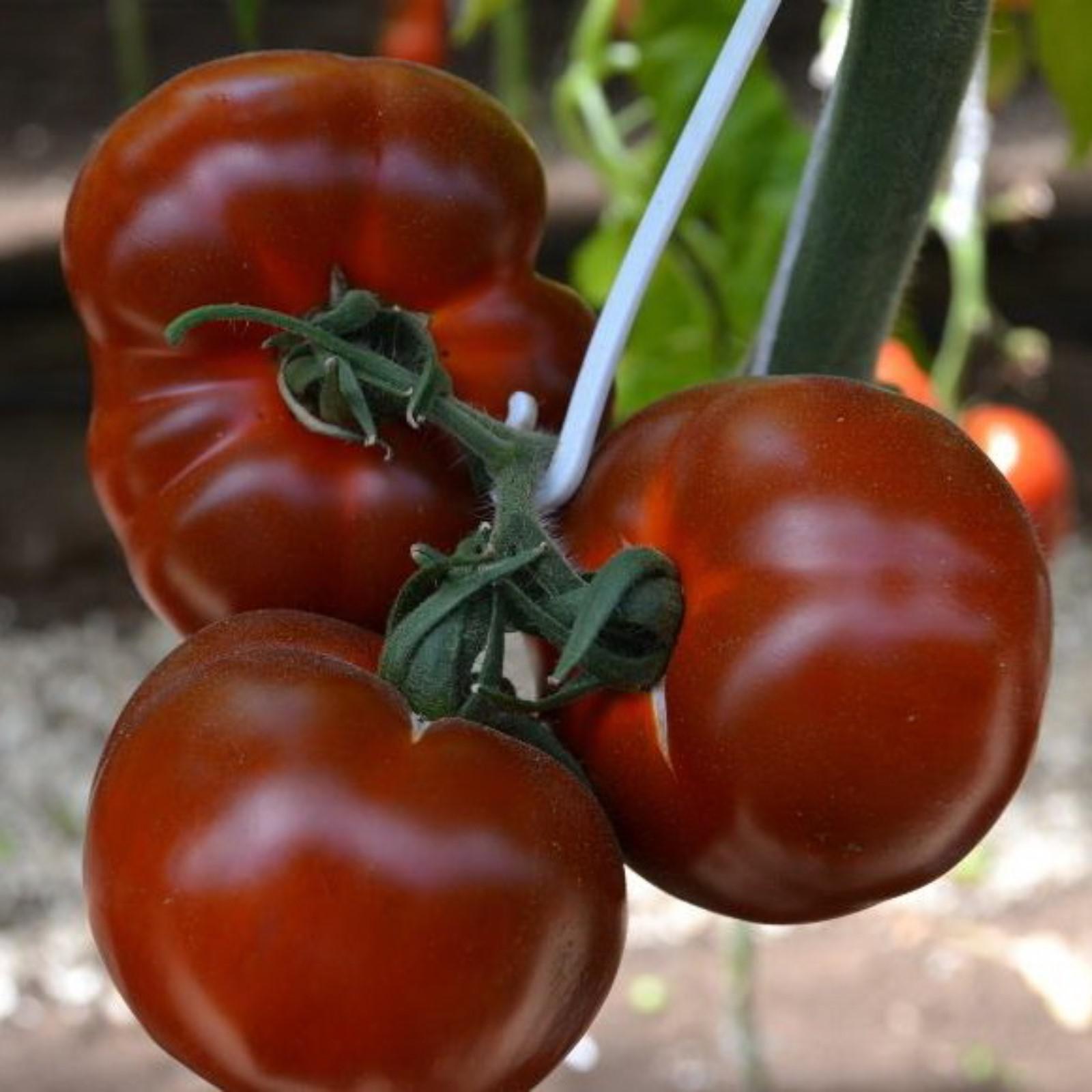 Сорт томатов ранняя пташка с фото и описанием
