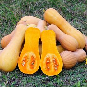 

Рассада Тыква мускатная "Жемчужина", 1 шт