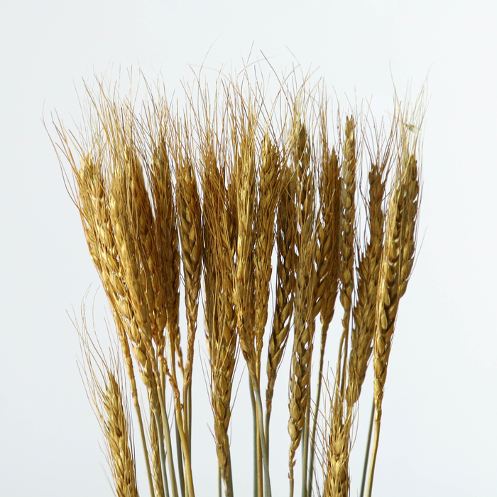 Сухой колос пшеницы, набор 30 шт, цвет золотой