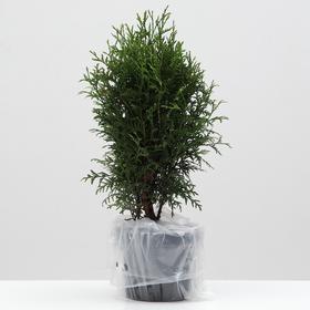 

Туя западная Глобоза, С3, 25-30 см, 1шт Весна 2021