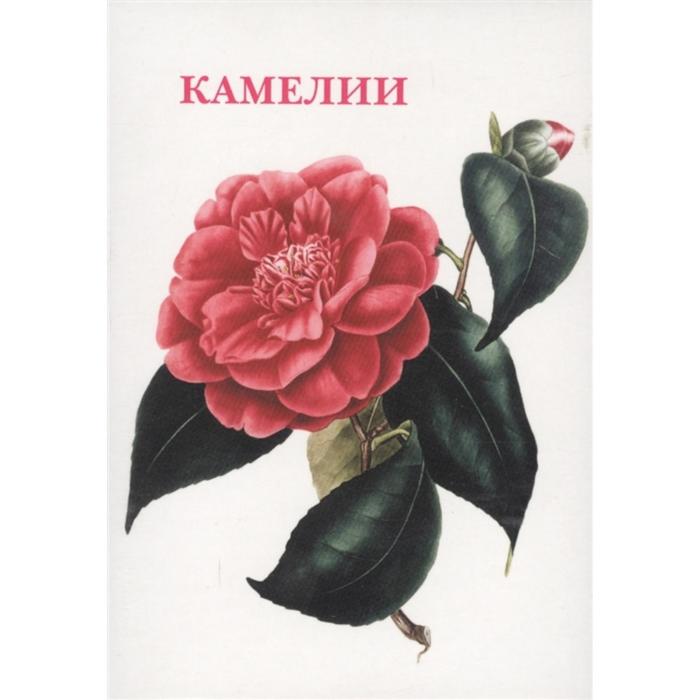 

Камелии