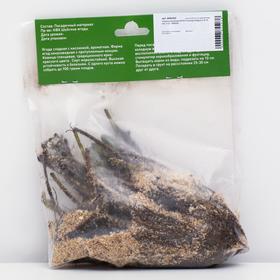

Саженец Земляники ФРИГО Аллегро (Allegro) А (9-15 мм), 5 шт