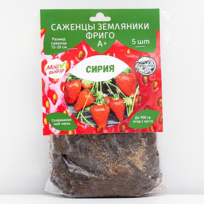 

Саженец Земляники ФРИГО Сирия (Siria) А+ (15-20 мм), 5 шт