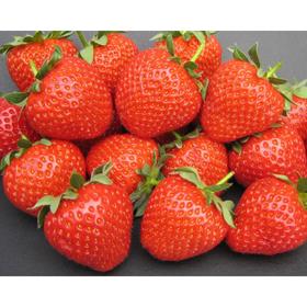 

Саженец Земляники ФРИГО Фенелла (Fenella) А+ (15-20 мм), набор 10 шт