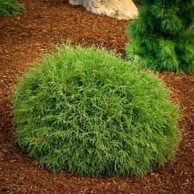 

Туя западная Mr Bowling Ball, Р9 горшок, 10-30 высота, 1 шт