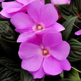 

Рассада цветочная Бальзамин Уоллера Магнум Лавендер, кассета 6 шт