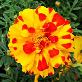 

Рассада цветочная Бархатцы отклоненные микс, кассета 6 шт