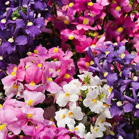 

Рассада цветочная Немезия Микс, кассета 6 шт