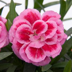 

Гвоздика Oscar Violet and Pink, горшок d 11