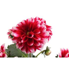 

Георгина Labella Medio Fun CRIMSON PICOTEE, горшок d 14
