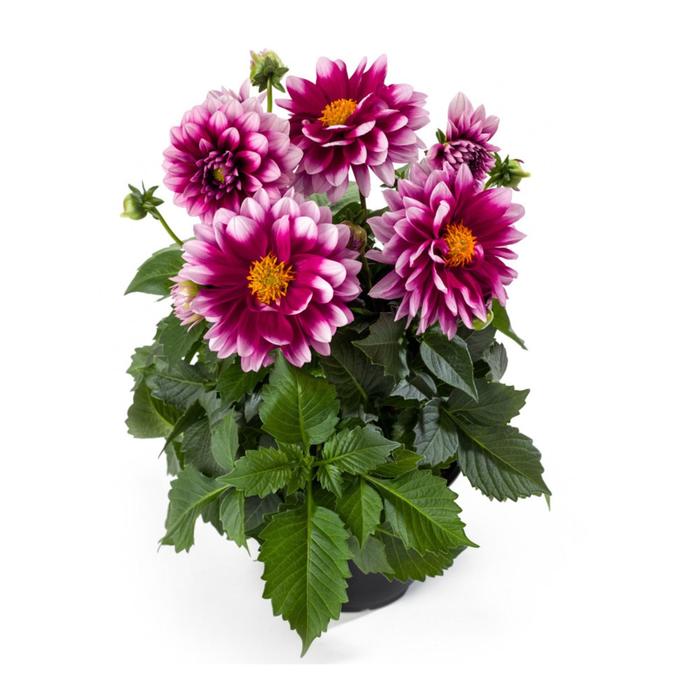 

Георгина Labella Medio Fun PINK WITH, горшок d 14