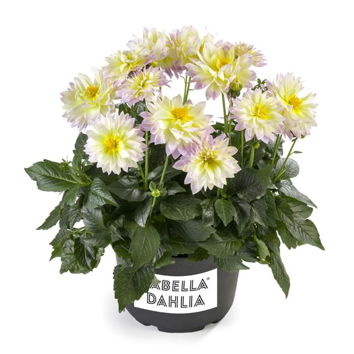 

Георгина Labella Maggiore Fun Pastel, горшок d 14