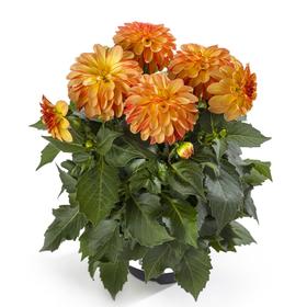 

Георгина Labella Medio Fun ORANGE BICOLOUR, горшок d 14