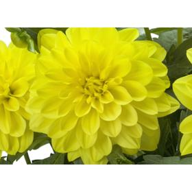 

Георгина Labella Maggiore YELLOW, горшок d 14