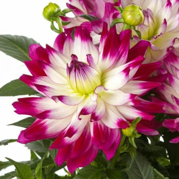 

Георгина Labella Maggiore ROSE BICOLOUR, горшок d 14
