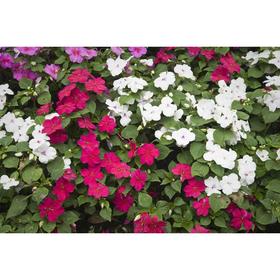 

Рассада цветочная Бальзамин, кассета 6 шт