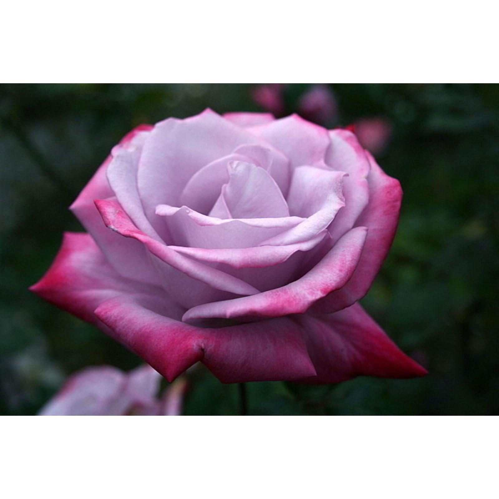 Роза чайно-гибридная ПАРАЛИС