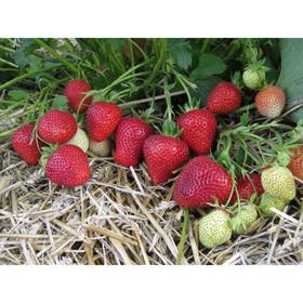 

Саженец Земляники ФРИГО Флоренс А (9-15 мм), ящик, 600 шт