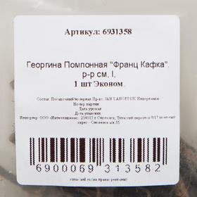 

Георгина Помпонная "Франц Кафка", р-р см, I, 1 шт Эконом