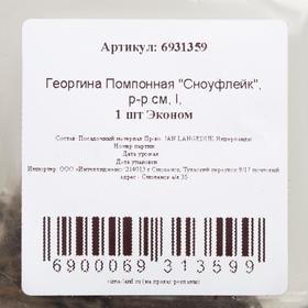

Георгина Помпонная "Сноуфлейк", р-р см, I, 1 шт Эконом