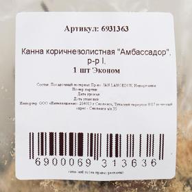 

Канна коричневолистная "Амбассадор", р-р I, 1 шт Эконом