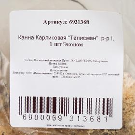 

Канна Карликовая "Талисман", р-р I, 1 шт Эконом