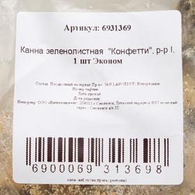 

Канна зеленолистная "Конфетти", р-р I, 1 шт Эконом