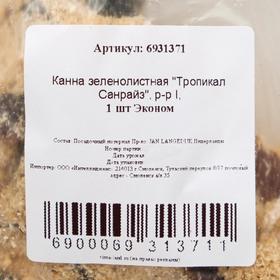 

Канна зеленолистная "Тропикал Санрайз", р-р I, 1 шт Эконом
