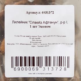 

Лилейник "Олвейз Афтенун", р-р I, 1 шт Эконом
