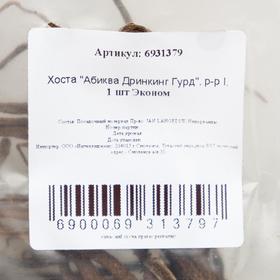

Хоста "Абиква Дринкинг Гурд", р-р I, 1 шт Эконом