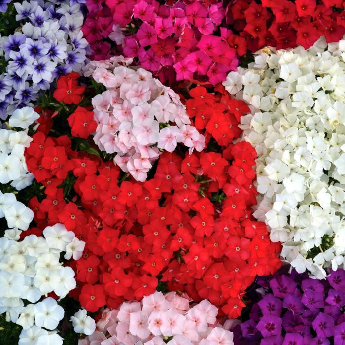 

Рассада цветочная Флокс Друммонда Микс, кассета 6 шт (АВ)