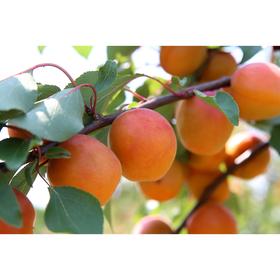 

Саженцы Абрикос "Петр Комаров" 1 шт, ЗКС,мешок 2л