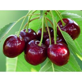 

Саженцы Вишня "Мцеская", 1 шт, ЗКС,мешок 2л