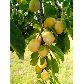 

Саженцы Слива "Белоснежка", Кремовая, 1 шт, ЗКС,мешок 2л