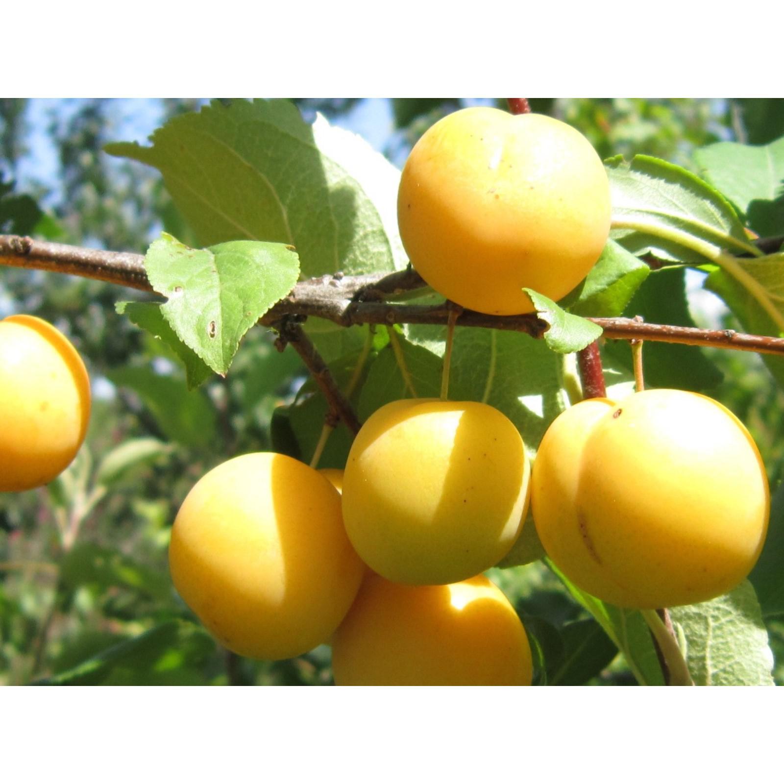 Слива подарок санкт петербургу