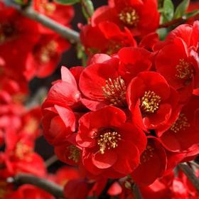 

Айва "Ред Джой" (горшок квадратный 9см), 1 шт, Август 2021