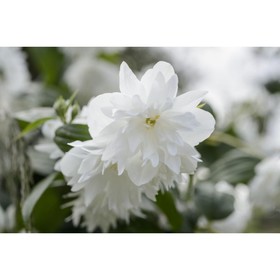 

Чубушник Миннесота Сноуфлейк, Горшок Р9, 1 шт, Август 2022