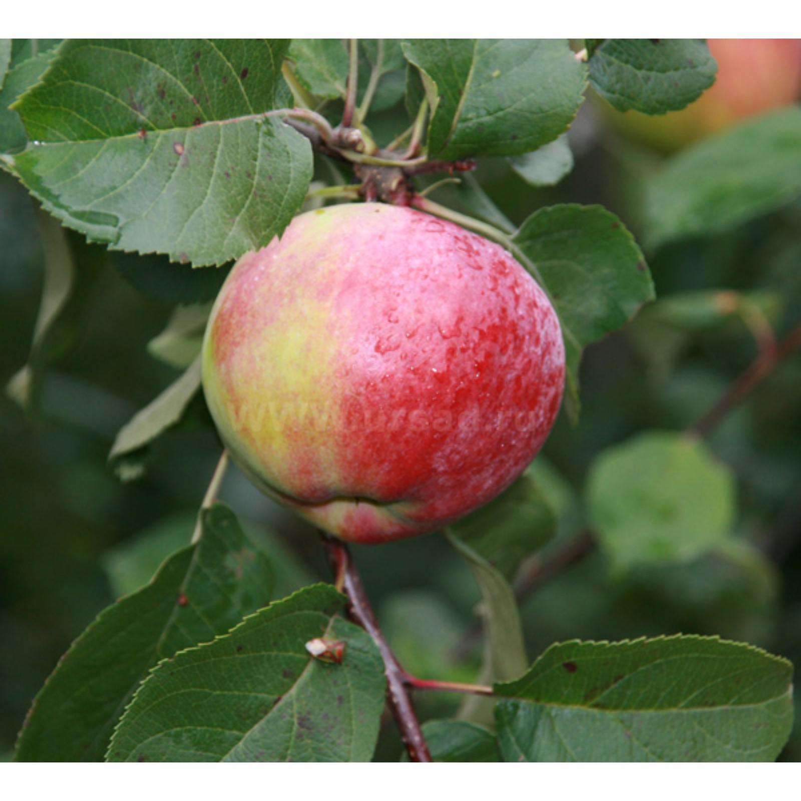 Сорта яблонь Первоуральская