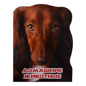

Домашние животные. Ушкина Н.