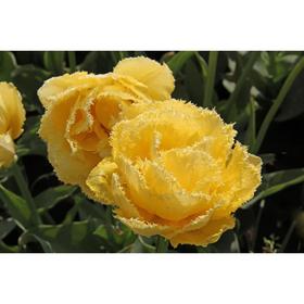 

Тюльпан бахромчатый Экзотик Сан/EXOTIC SUN, р-р 11/12, 3шт, Эконом