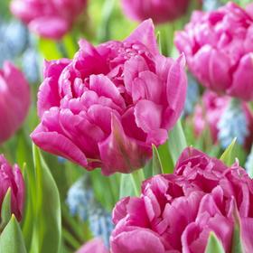 

Тюльпан махровый ранний Маргарита/MARGARITA, р-р 11/12, 3шт, Эконом