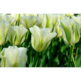 

Тюльпан махровый ранний Экзотик Эмперор/EXOTIC EMPEROR, р-р 11/12, 3шт, Эконом