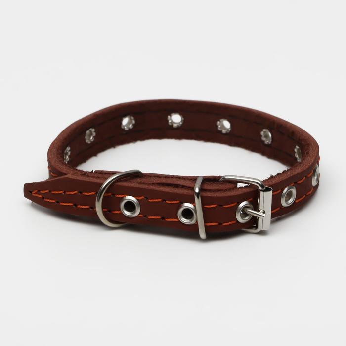 

Ошейник кожаный однослойный, безразмерный, 37 х 1.5 см, ОШ 21-32 см, коричневый