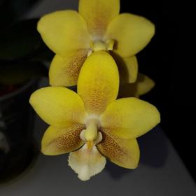 

Фаленопсис Yellow Chocolate 2,5